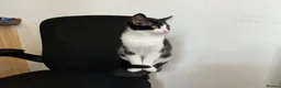 Mixed Breed cats for sale: Female  - Advert 3