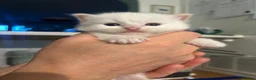 Ragdoll cats for sale: Beautiful ragdolls - Advert 16