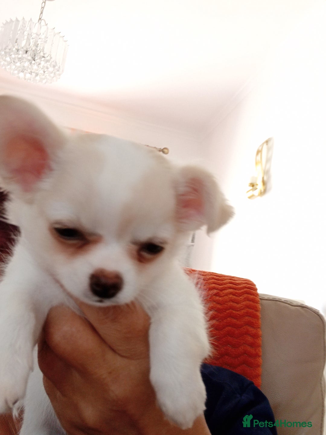 Chihuahua dogs for sale: Little white girl chihuahua  - Image 3