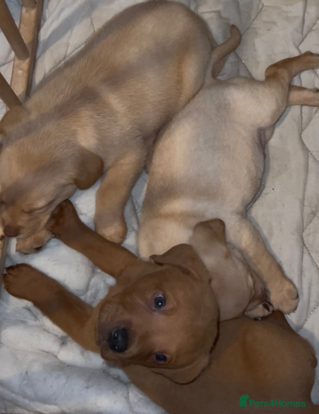 Labrador Retriever dogs for sale: Labrador Puppies - Advert 14