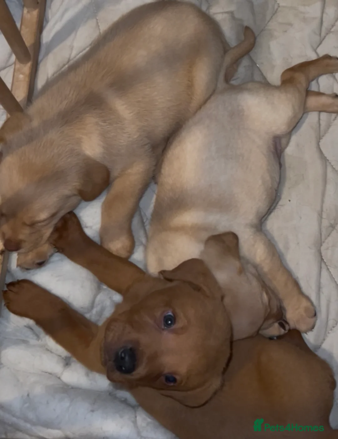 Labrador Retriever dogs for sale: Labrador Puppies - Advert 14