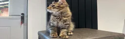 Maine Coon cats for sale: Beautiful Maine Coon Kittens for Sale - Advert 7