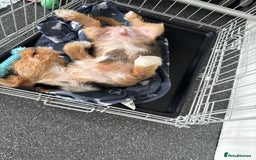 Mixed Breed dogs for sale: Bruno  - Image 4