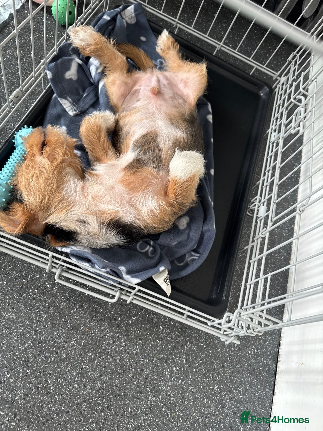 Mixed Breed dogs for sale: Bruno  - Image 4