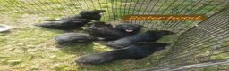 German Shepherd dogs for sale: German shepherd puppys - Advert 14