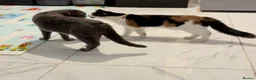 Mixed Breed cats for sale: Scottish fold, straight ears mixed breed kittens!  - Advert 6