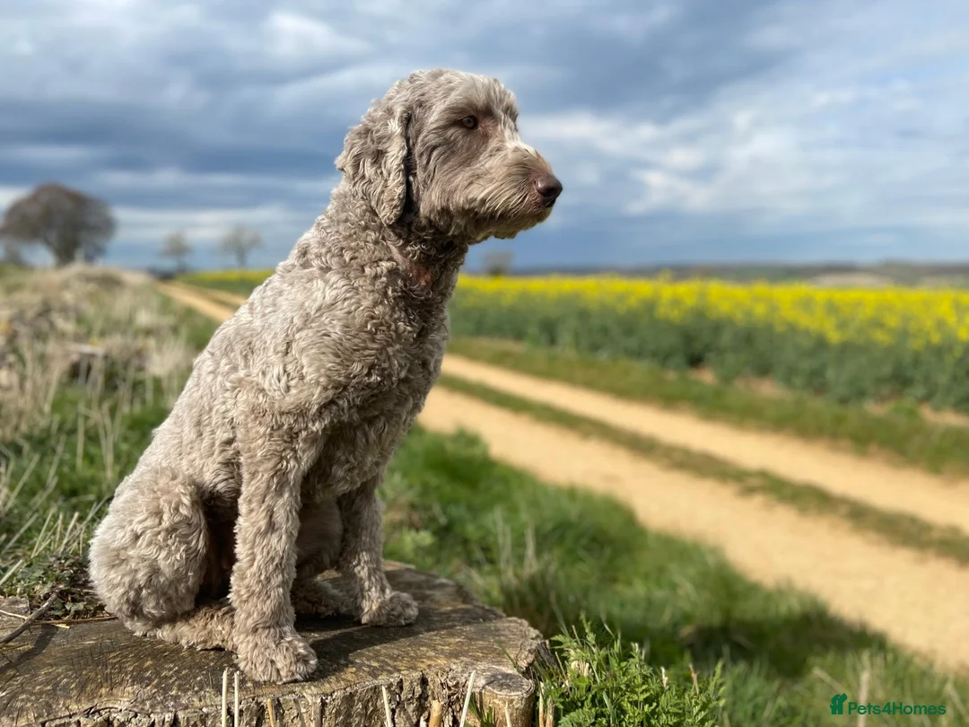 Labradoodle dogs for sale: Gorgeous Labradoodle Puppies - 3 left! - Advert 2