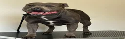 Staffordshire Bull Terrier dogs for sale: Stunning black male  - Advert 4