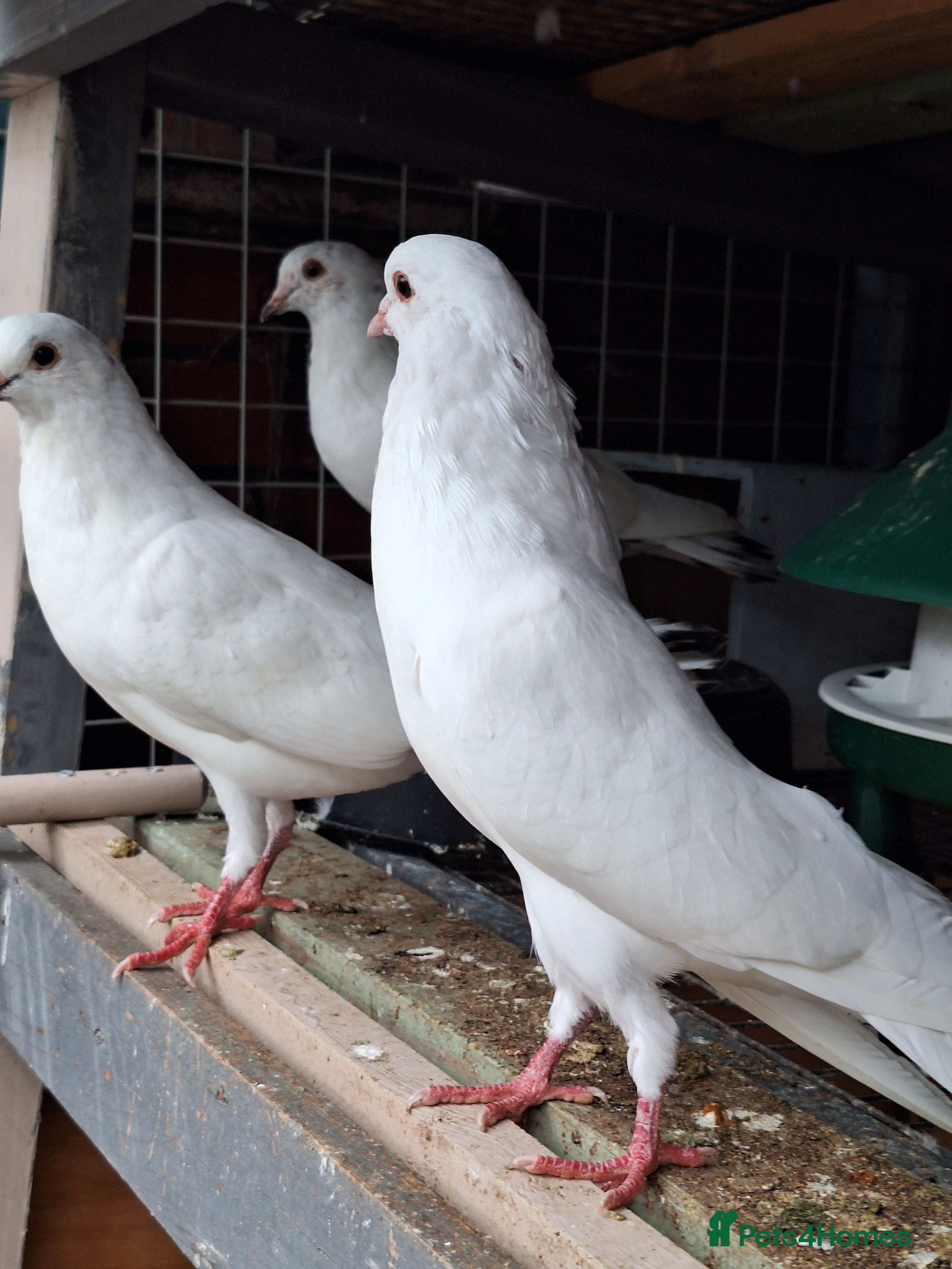 Pigeons birds 10 Pigeons for sale - Advert 1