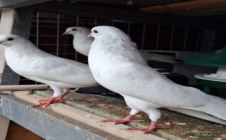 Pigeons birds - Advert 2