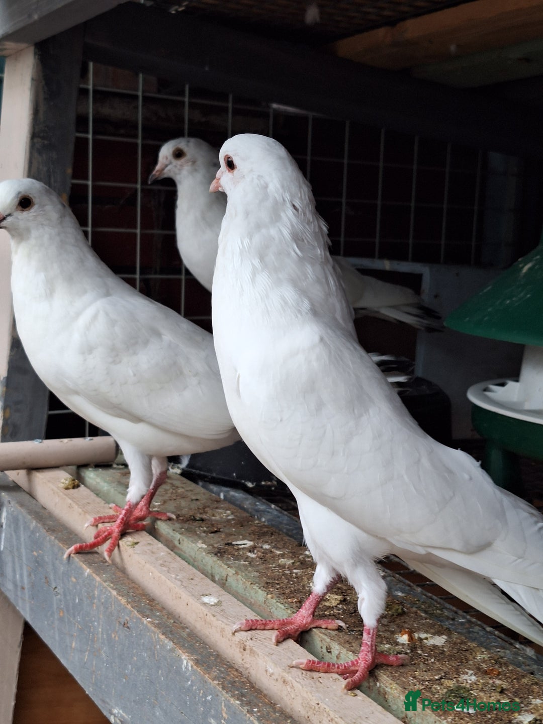 Pigeons birds for sale: 7 Pigeons for sale - Image 9