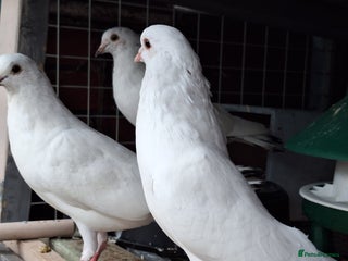 Pigeons birds 12 Pigeons for sale - Advert 4