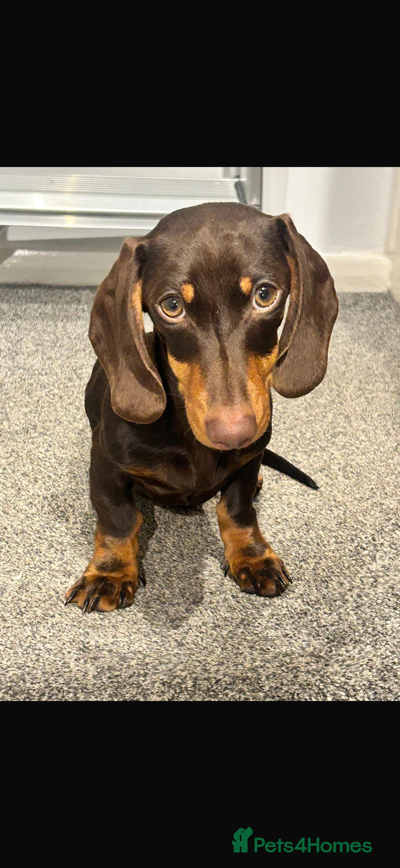 Miniature Dachshund dogs Miniature Dachshund - Advert 1