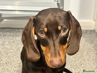 Miniature Dachshund dogs Miniature Dachshund - Advert 1