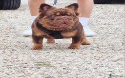 French Bulldog dogs for stud: Fluffy Rojo & Cherry Tan Big🪢 STUD £500 in South Ockendon - Image 2