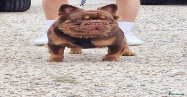 French Bulldog dogs in South Ockendon - Advert 11