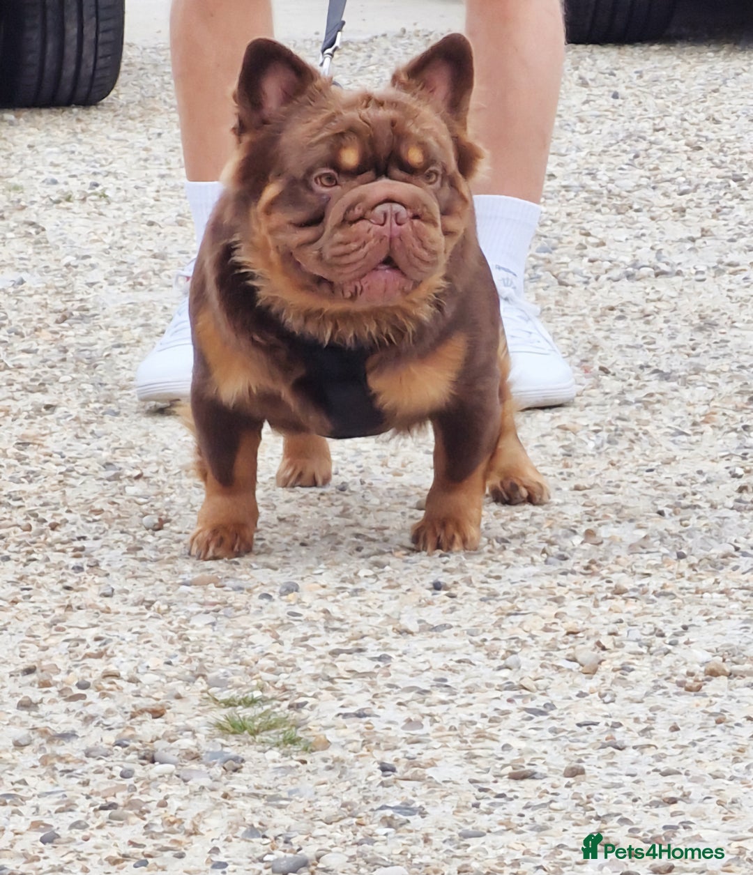 French Bulldog dogs for stud: Fluffy Rojo & Cherry Tan Big🪢 STUD £500 in South Ockendon - Image 2