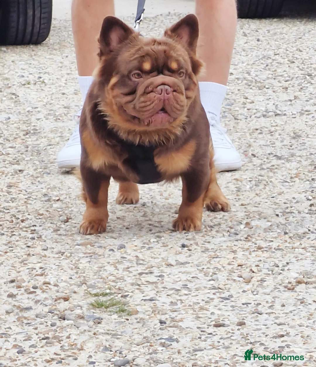French Bulldog dogs for stud: Fluffy Rojo & Cherry Tan Big** STUD From £500 in South Ockendon - Advert 3