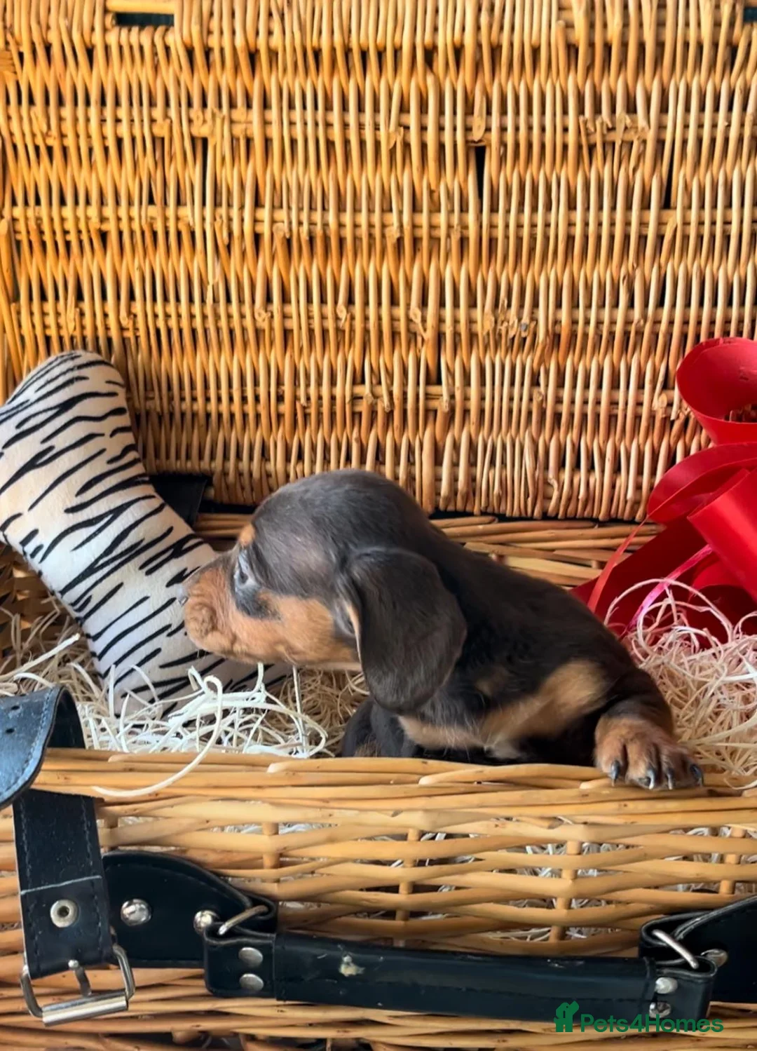 Miniature Dachshund dogs for sale: Beautiful Miniature Dachshund Puppies in Waterlooville - Advert 10