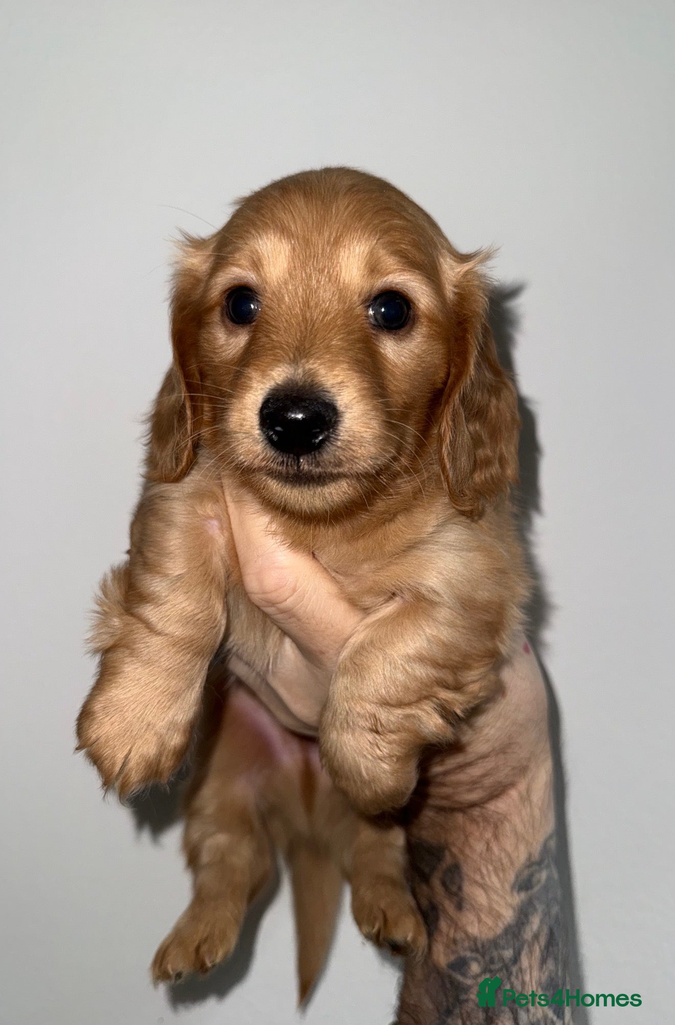 Miniature Dachshund dogs 🧡💛Stunning Longhaired Dachshund Puppies💛🧡 - Advert 5