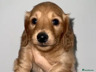 Miniature Dachshund dogs 🧡💛Stunning Longhaired Dachshund Puppies💛🧡 - Advert 4