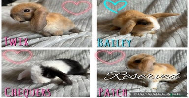 Mini Lop rabbits - Advert 1