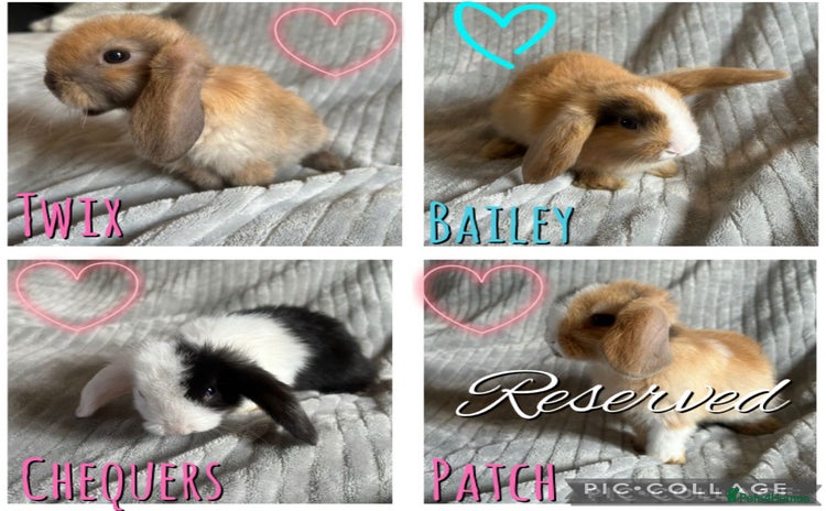 Mini Lop rabbits - Advert 14