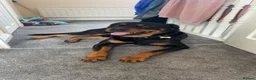 Rottweiler dogs for sale: Loving Rottweiler  - Advert 1