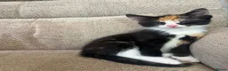 Mixed Breed cats for sale: 5 Gorgeous Kittens in Halifax - Advert 9