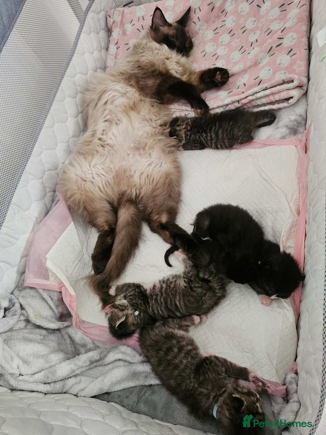 Ragcoon cats for sale: Ragcoon kittens 😸 😍  - Image 3