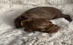 Sprocker dogs for sale: Sprocker puppies  - Advert 5