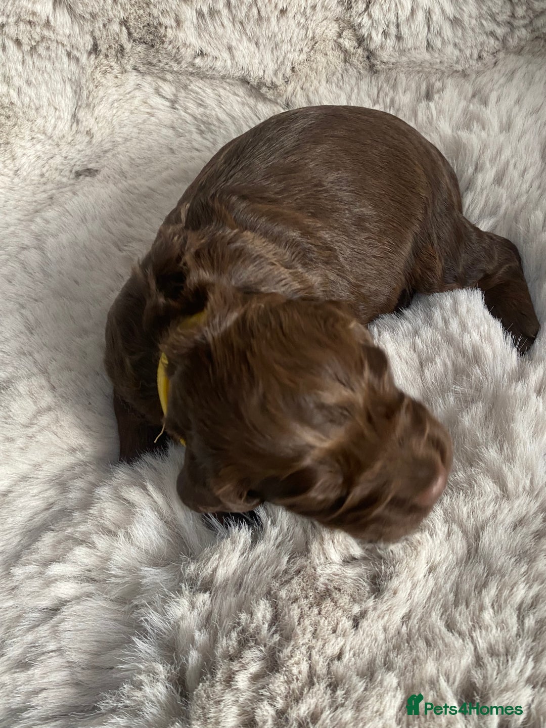 Sprocker dogs for sale: Sprocker puppies  - Advert 5