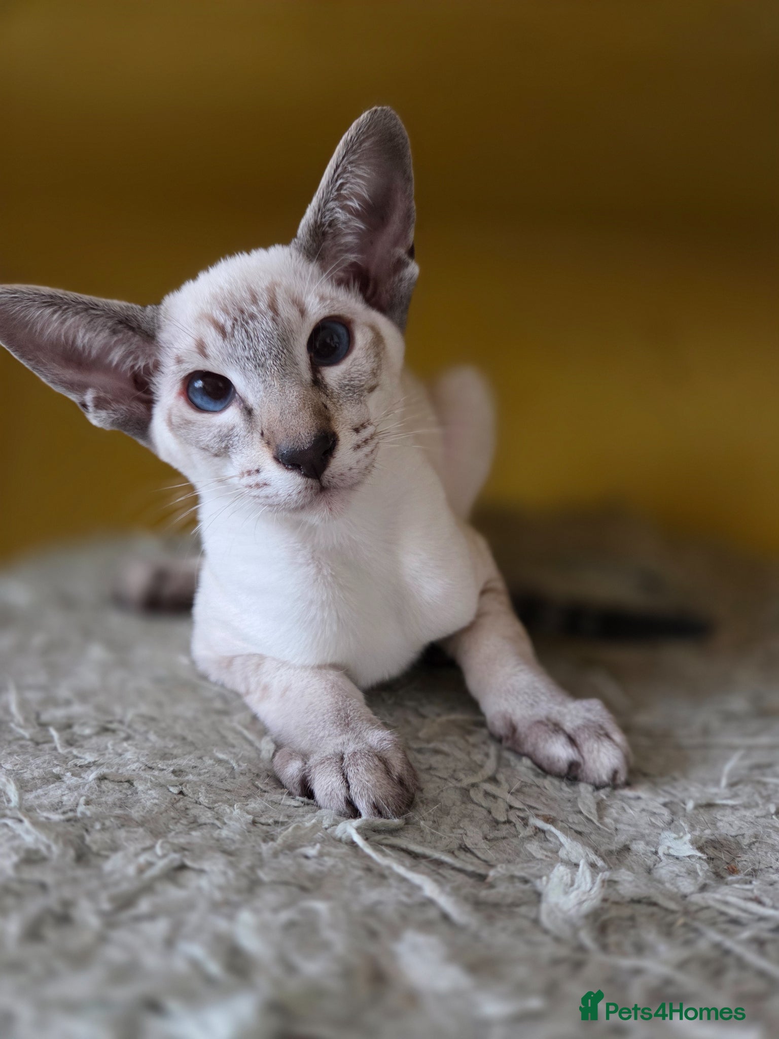 Siamese cats Siamese Seal Tabby Point kitten (LEO)  - Advert 3