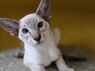 Siamese cats Siamese Seal Tabby Point kitten (LEO) - Advert 5