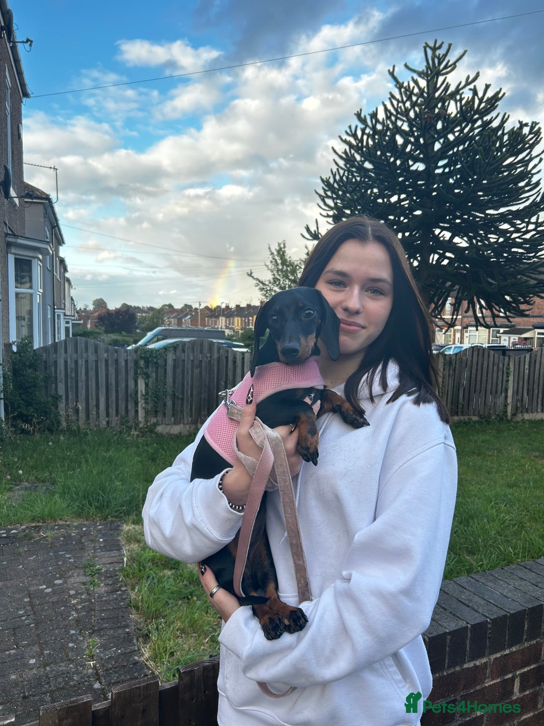 Dachshund dogs for sale: 3.5 year old Dachshund female  - Advert 1