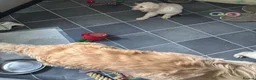 Golden Retriever dogs for sale: ⭐️ 4 beautiful puppies looking for forever homes⭐️ - Advert 19