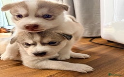 Siberian Husky dogs for sale: SIBERIAN HUSKY  - Image 7