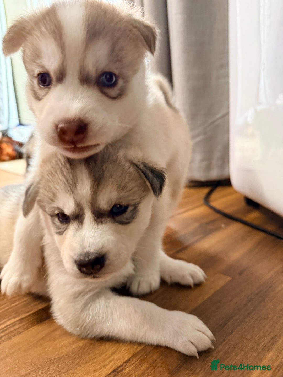 Siberian Husky dogs for sale: SIBERIAN HUSKY  - Image 7