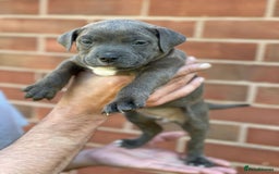 Staffordshire Bull Terrier dogs for sale: Stunning Staffordshire Bullterrier Puppies  - Image 4