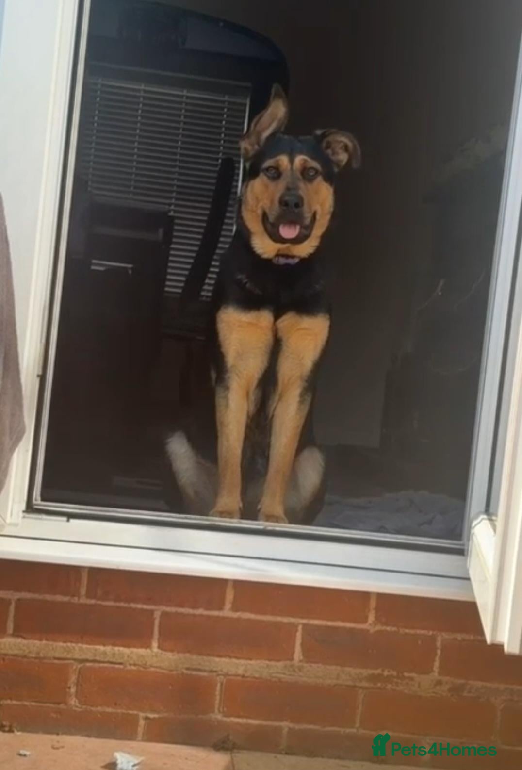 Mixed Breed dogs Shepherd x Rottie Stormi - Advert 2