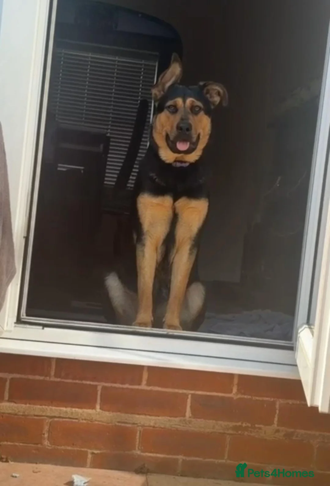 Mixed Breed dogs for sale: Shepherd x Rottie Stormi - Advert 1