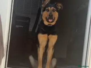 Mixed Breed dogs Shepherd x Rottie Stormi - Advert 1