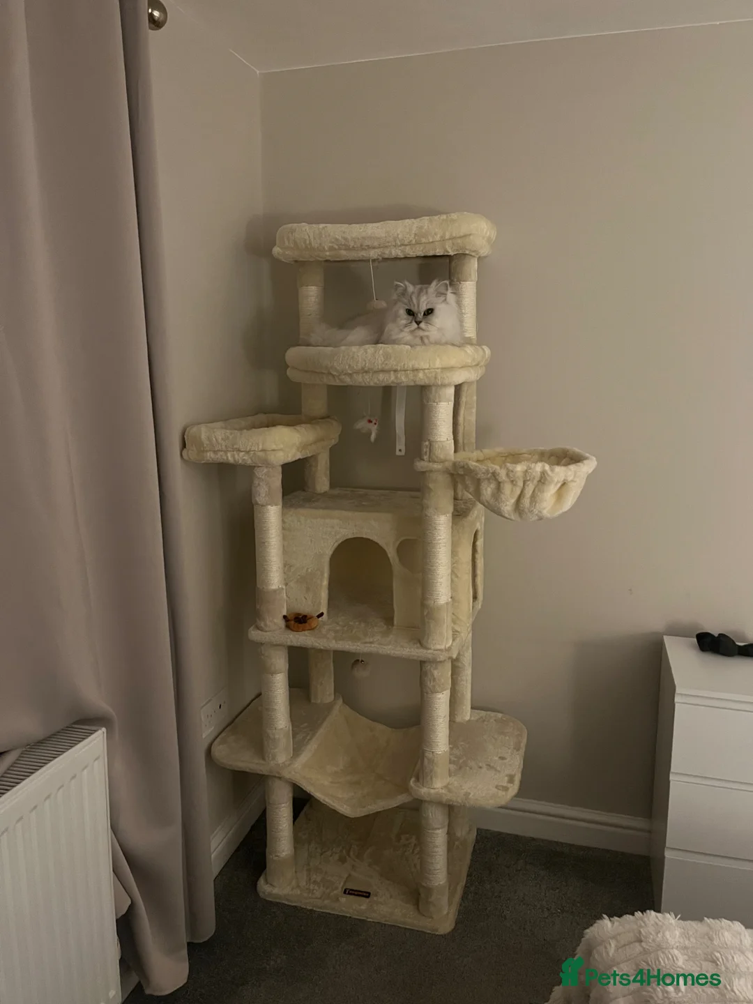 Persian cats for sale: Ronnie  in Billingham - Advert 2