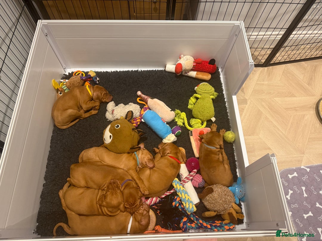 Hungarian Vizsla dogs for sale: KC regarding Hungarian Vizsla puppies - Image 33