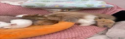 Mini Lop rabbits for sale: Mini lops-raised indoors-vaccinated  - Advert 11