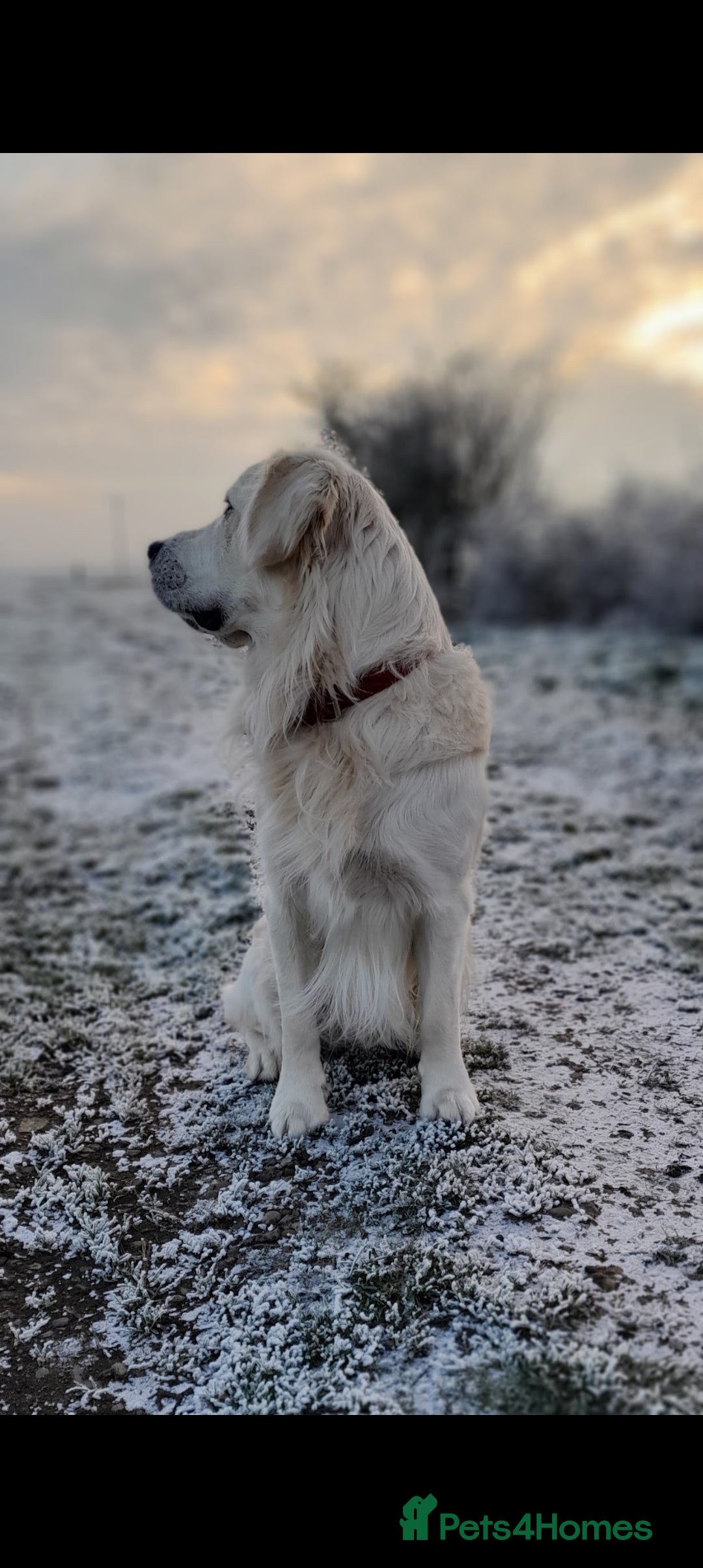 Golden Retriever dogs for stud: Stunning KC registered, Golden Retriever  in Sleaford - Advert 5