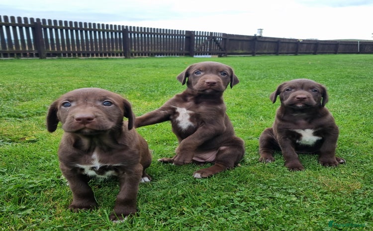 Mixed Breed dogs - Advert 5