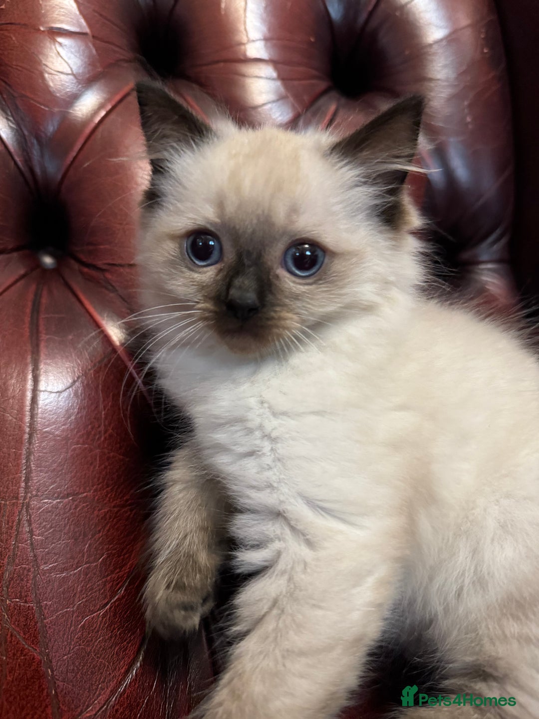 Ragdoll cats for sale: ⭐️ DNA tested Ragdoll female ready 1/8/25 ⭐️ in Loughborough - Image 13
