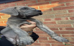 Cane Corso dogs for sale: Cane corso puppies 10 weeks old - Image 10