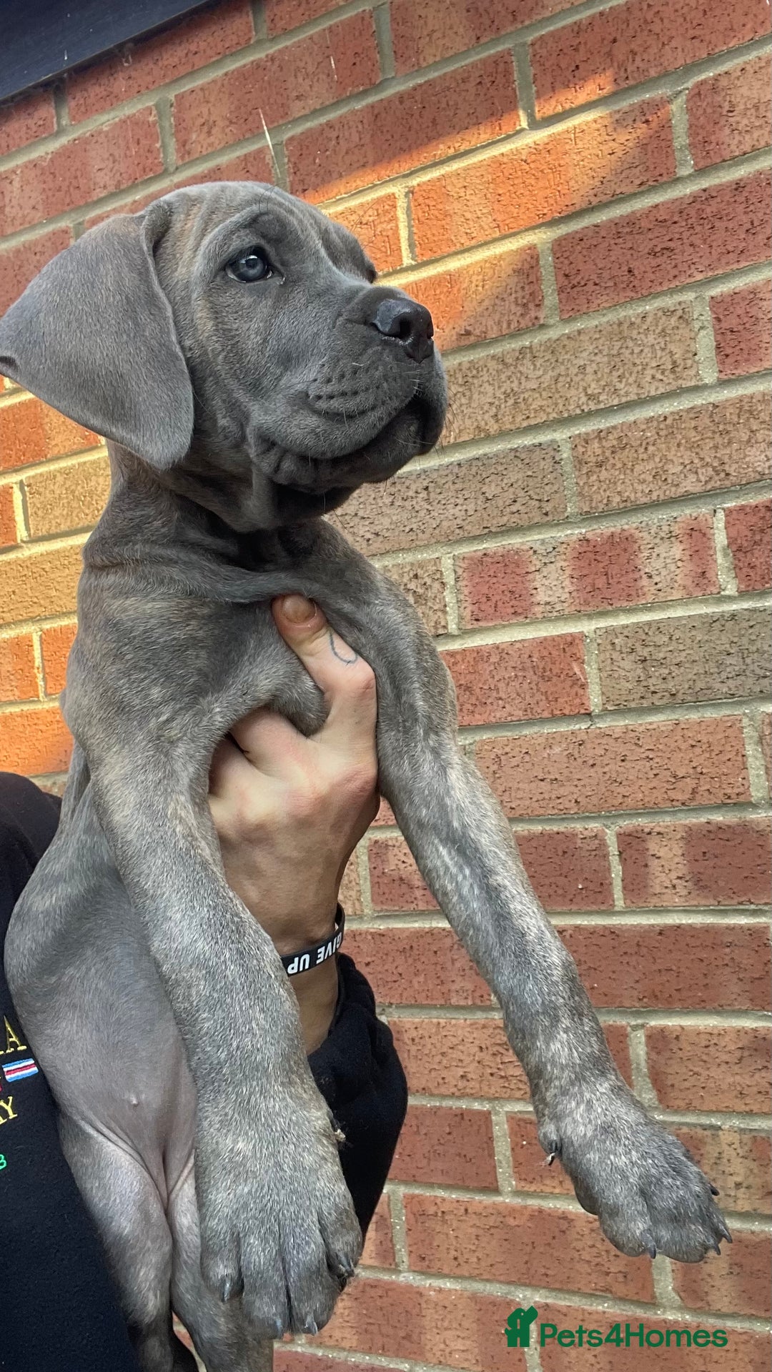 Cane Corso dogs for sale: Cane corso puppies 10 weeks old - Image 10